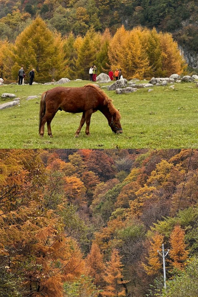 留壩紅葉打卡攻略