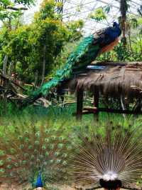 上海動物園｜被孔雀開屏美到失語！藍綠星河墜落人間