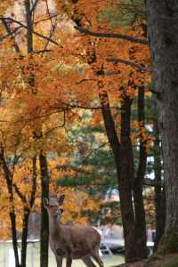 亞布力秋染五花山，暖居枕雪待晴光