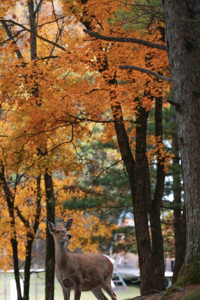 亞布力秋染五花山，暖居枕雪待晴光