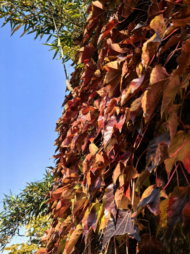 藏在青島的秋日童話,八大關的原生態美太治癒 藏在青島的秋日童話,八大關的原生態美太治癒