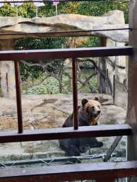南京動物們的伊甸園——紫清湖野生動物世界