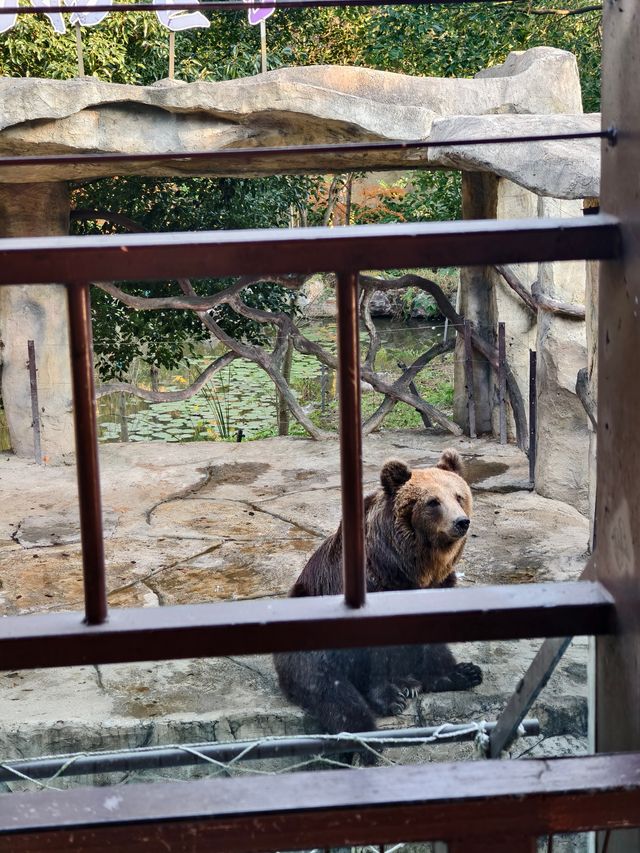 南京動物們的伊甸園——紫清湖野生動物世界