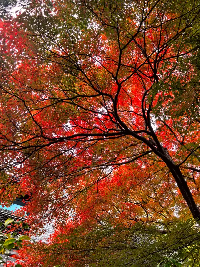 Yangzhou: The Red Leaves Here Are Especially Charming and Dazzling