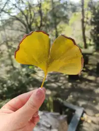 都江堰靈巖寺最容易領的獎牌