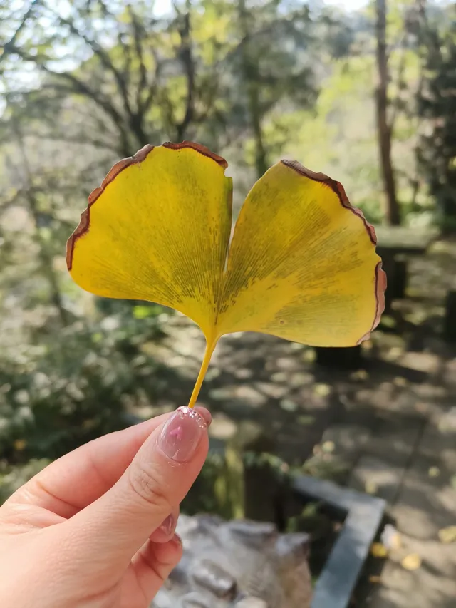 都江堰靈巖寺最容易領的獎牌