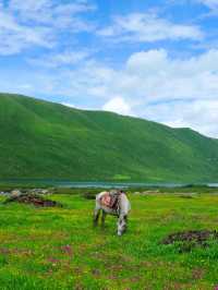夏日必去甘南草原