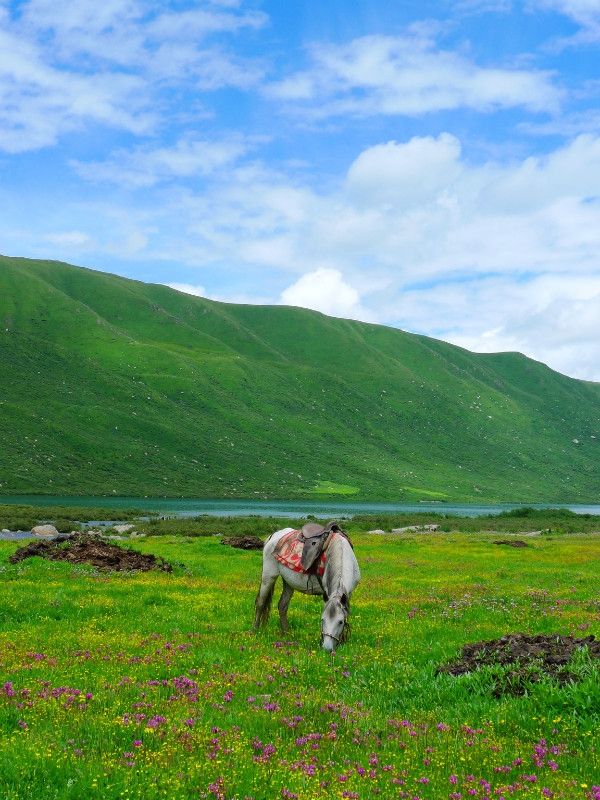 夏日必去甘南草原 夏日必去甘南草原
