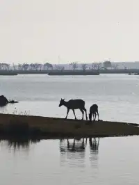 鹽城｜江蘇肯尼亞名不虛傳