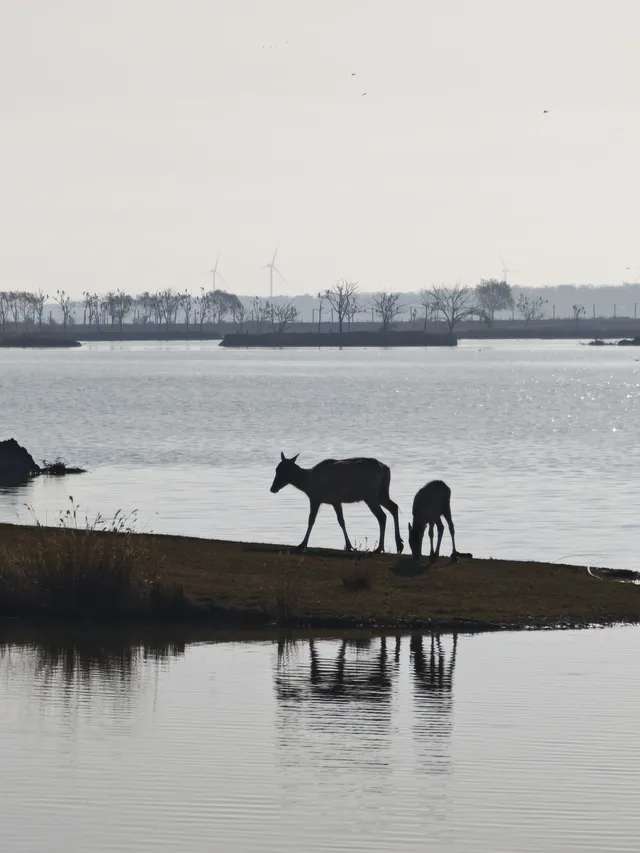 鹽城｜江蘇肯尼亞名不虛傳