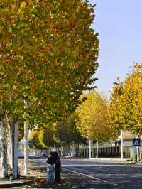 橫江濕地藏著秋日私語