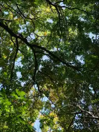 劍川桑嶺村|百年古木林美成了打翻的調色盤