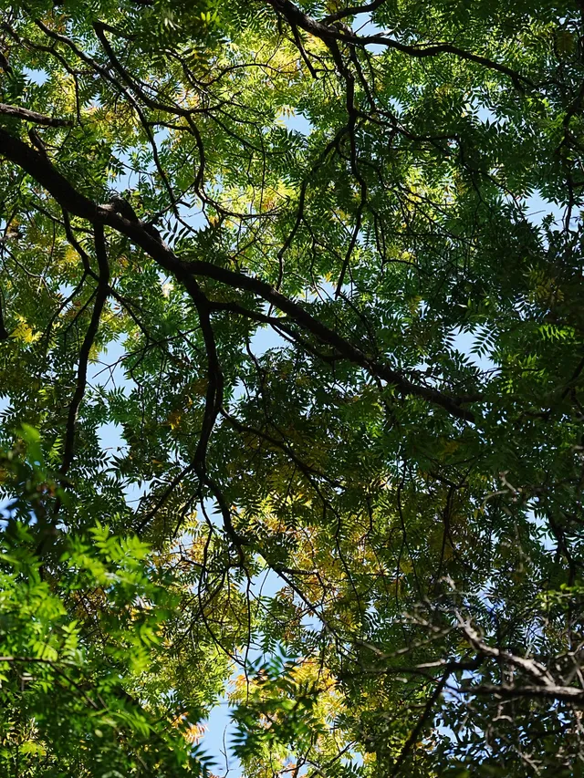 劍川桑嶺村|百年古木林美成了打翻的調色盤 劍川桑嶺村|百年古木林美成了打翻的調色盤