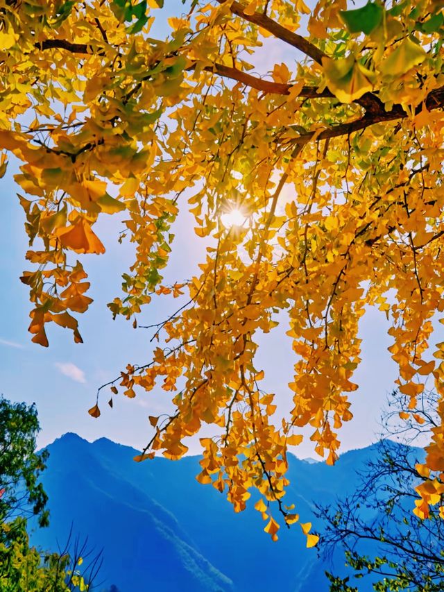 江浙賞秋地圖｜最美私藏地