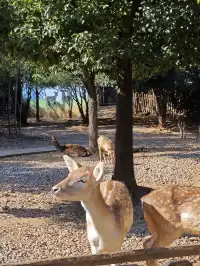 龍之夢動物世界剛回