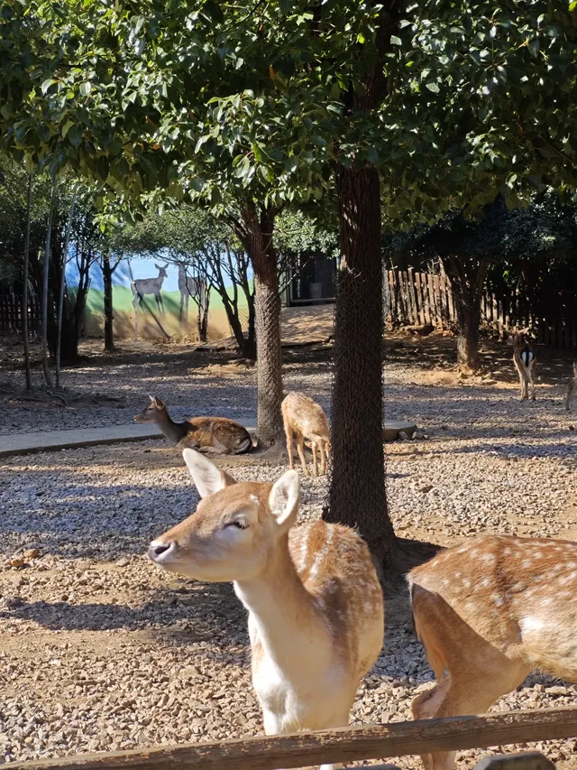 龍之夢動物世界剛回