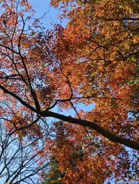 趁紅楓銀杏未落，走一趟莫干山蔣公古道吧！