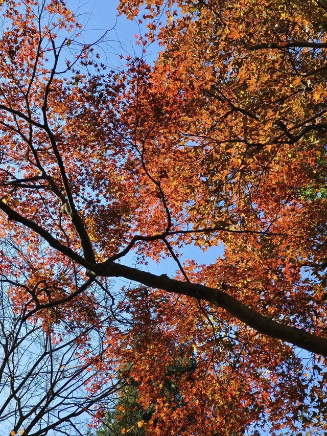 趁紅楓銀杏未落，走一趟莫干山蔣公古道吧！