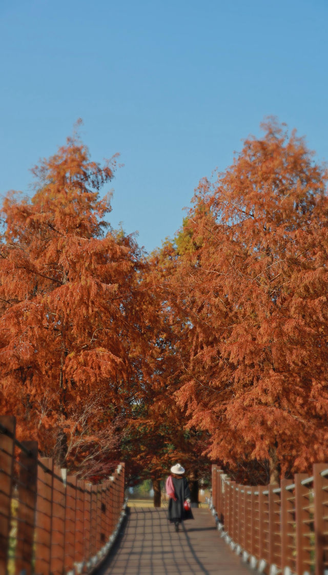 上海秋日私藏3 個小眾賞秋地人少出片不踩雷 上海秋日私藏3 個小眾賞秋地人少出片不踩雷
