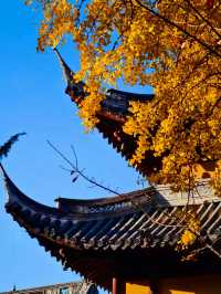 古剎追秋|北宋古寺、銀杏還有貓貓誰說秋意只在枝頭?