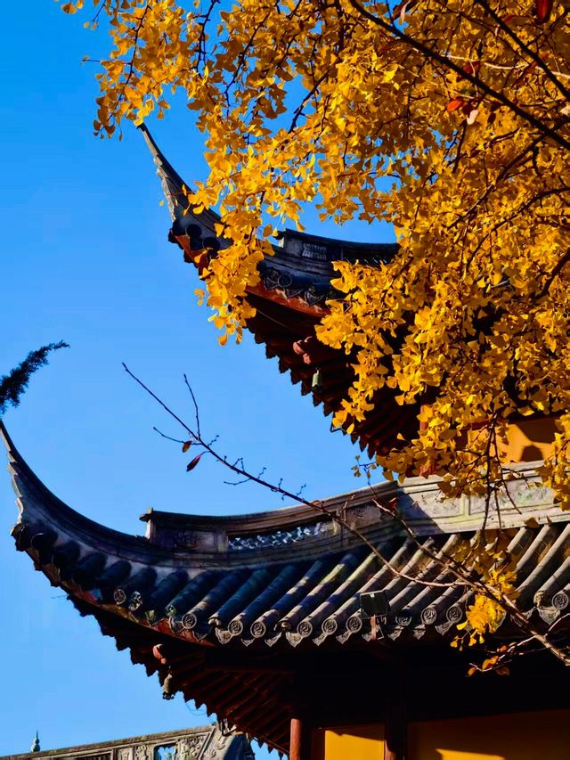 古剎追秋|北宋古寺、銀杏還有貓貓誰說秋意只在枝頭? 古剎追秋|北宋古寺、銀杏還有貓貓誰說秋意只在枝頭?