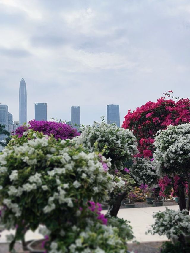 深圳必打卡|蓮花山公園保姆級攻略仰望偉人俯瞰城! 深圳必打卡|蓮花山公園保姆級攻略仰望偉人俯瞰城!