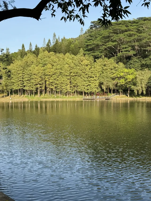 深圳的秋天 請來蓮花山公園大口吸氧吧