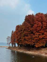 12月8日四明湖紅杉林紅度100%最佳觀賞期！