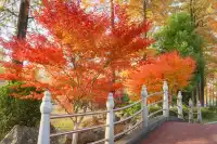 真的紅了武漢青山公園11.27實拍，美絕了
