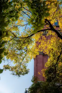 那道光撒向聖三一的銀杏上,也照進我的心裡