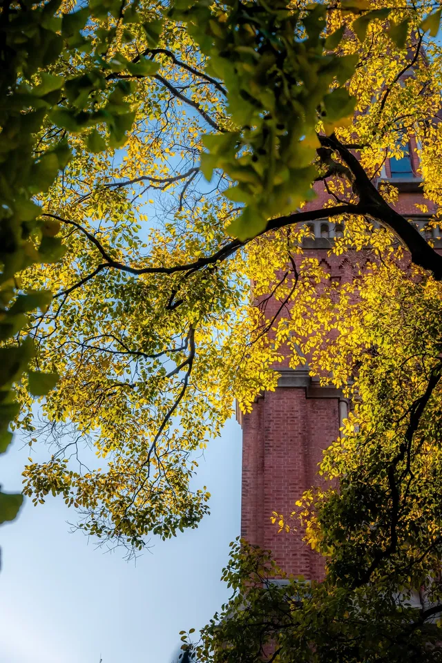那道光撒向聖三一的銀杏上,也照進我的心裡 那道光撒向聖三一的銀杏上,也照進我的心裡