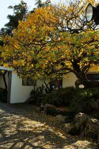 不愧為上海五大園林,驚嘆老祖宗的審美!