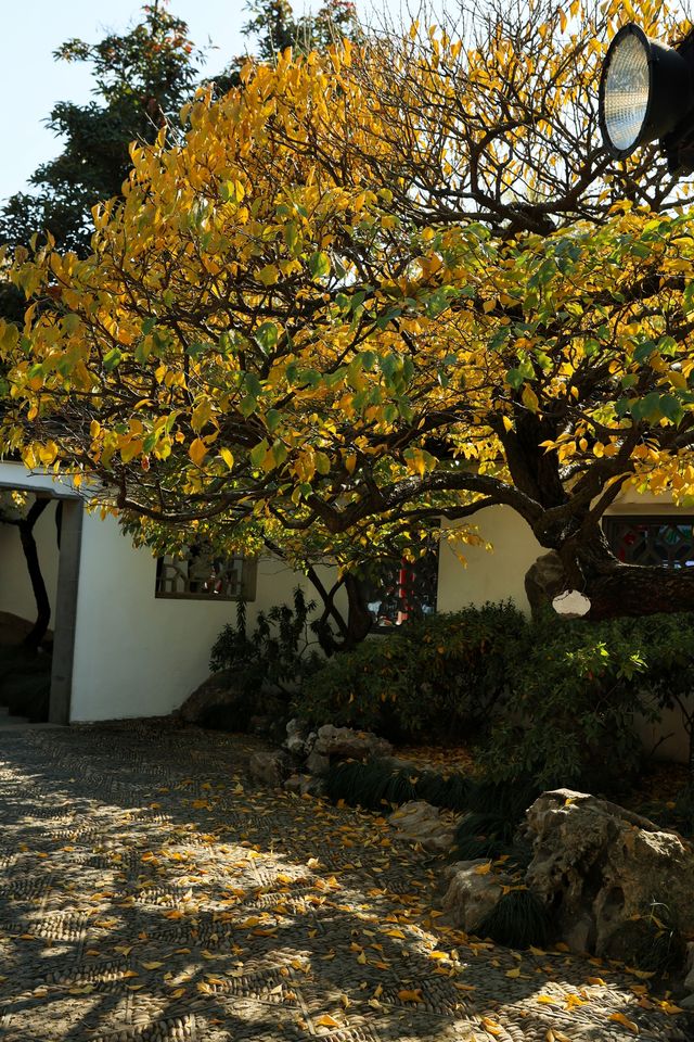 不愧為上海五大園林,驚嘆老祖宗的審美! 不愧為上海五大園林,驚嘆老祖宗的審美!