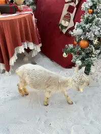 泉州實況|聖誕氛圍999%傍晚去好好拍！！！