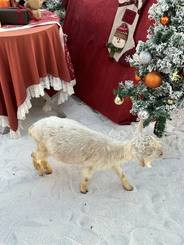 泉州實況|聖誕氛圍999%傍晚去好好拍！！！