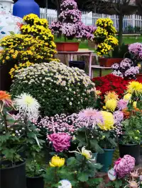 成都!!漫花莊園的菊花太前衛了!!!