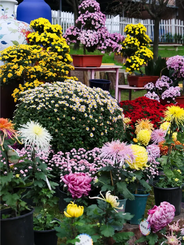 成都!!漫花莊園的菊花太前衛了!!! 成都!!漫花莊園的菊花太前衛了!!!
