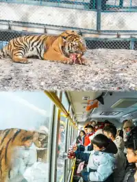 溫州遛娃|南方娃勇闖哈爾濱,解鎖N種快樂