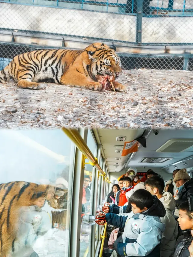 溫州遛娃|南方娃勇闖哈爾濱,解鎖N種快樂 溫州遛娃|南方娃勇闖哈爾濱,解鎖N種快樂