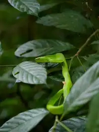 當一天“野孩子”｜鑽進了熱帶雨林