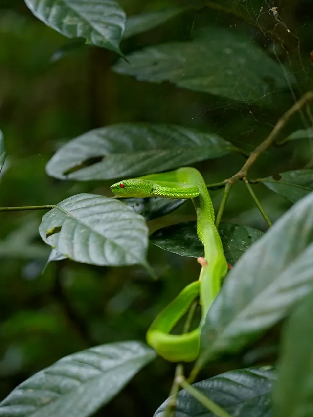 當一天“野孩子”｜鑽進了熱帶雨林