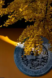 深秋的龍華寺美到無法用言語描述