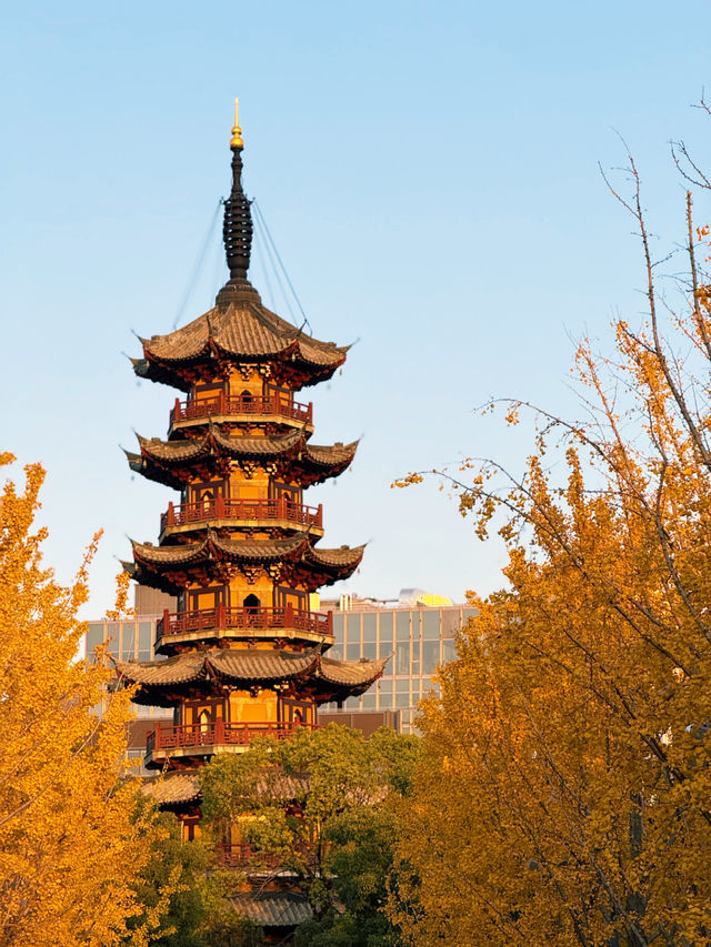 魔都秋日限定龍華寺美成古畫了!!! 魔都秋日限定龍華寺美成古畫了!!!