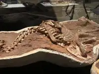 恐龍展抽獎只剩最後1天,衝啊!