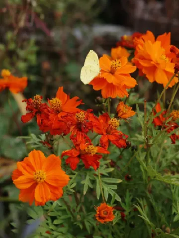 神戸｜紅葉＋クリスマスの布引ハーブ園 超詳細ガイド