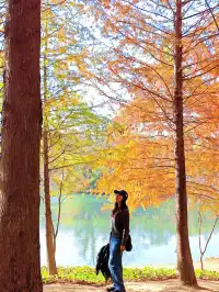 南京限定趕在銀杏掉光之前去看看