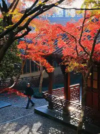 杭州紅楓反向線|3h拍爆西湖秋景~