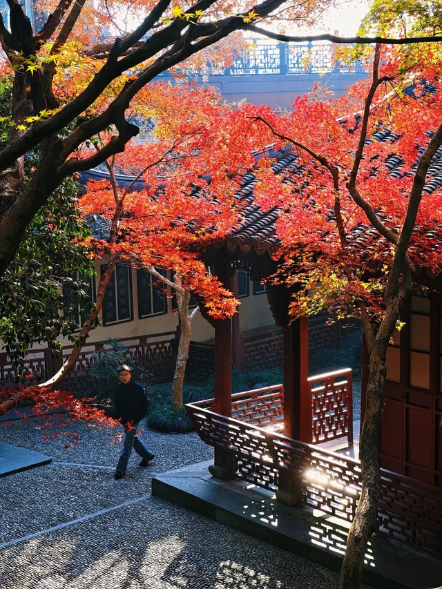 杭州紅楓反向線|3h拍爆西湖秋景~ 杭州紅楓反向線|3h拍爆西湖秋景~