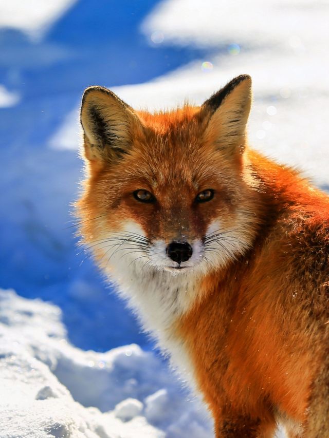 我終於明白了,為什麼說「喀納斯的冬天是冰雪的童話」! 我終於明白了,為什麼說「喀納斯的冬天是冰雪的童話」!