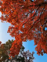 賞秋最美南京|鐘山風景區一天遊
